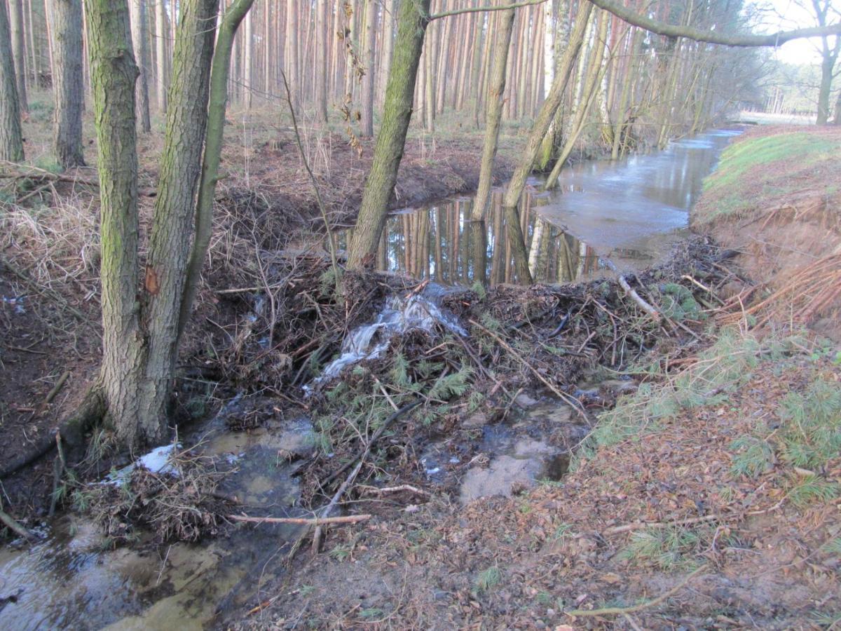 Gasthaus Und Pension Zum Biber Steckby Buitenkant foto